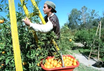 Trabajo rural: prorrogan la compatibilidad entre empleo temporario y prestaciones sociales